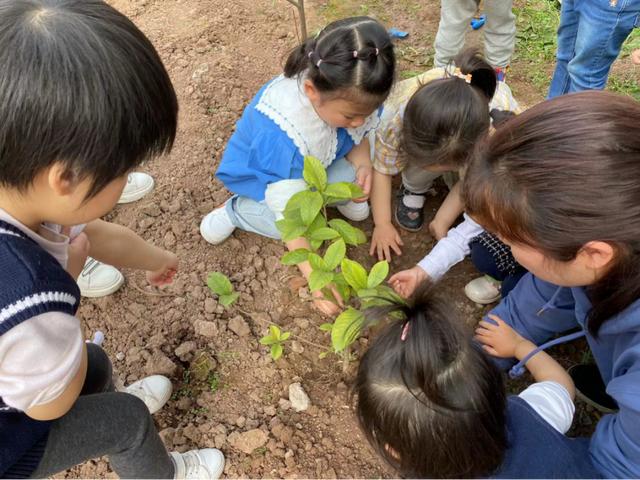 幼儿园植树节活动方案及总结（幼儿园植树节活动方案小班）