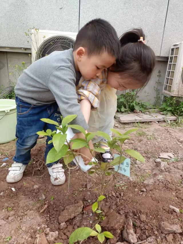 幼儿园植树节活动方案及总结（幼儿园植树节活动方案小班）