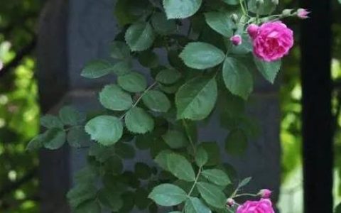 家乡的野花最美散文（最美散文诗最美的诗词）