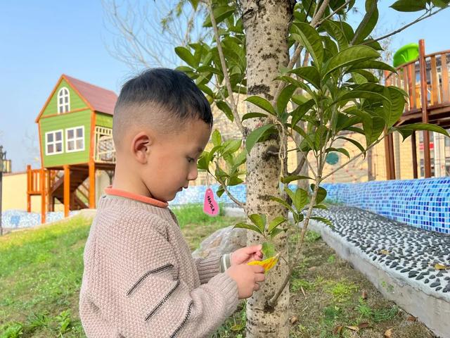 幼儿园植树节活动方案及总结（幼儿园植树节活动方案小班）