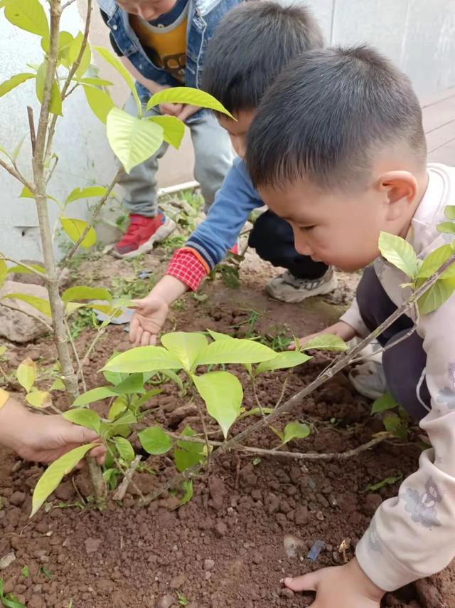 幼儿园植树节活动方案及总结（幼儿园植树节活动方案小班）