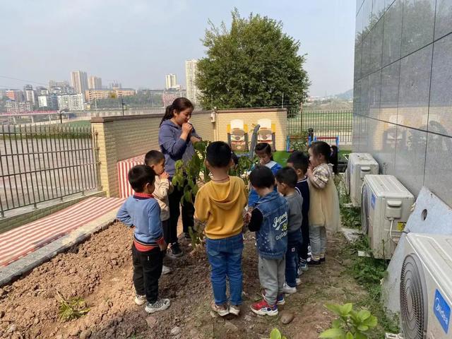 幼儿园植树节活动方案及总结（幼儿园植树节活动方案小班）