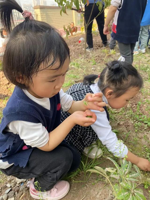 幼儿园植树节活动方案及总结（幼儿园植树节活动方案小班）