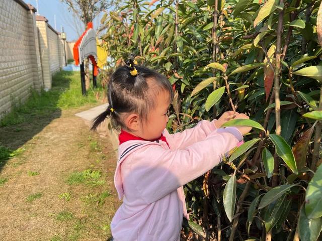 幼儿园植树节活动方案及总结（幼儿园植树节活动方案小班）