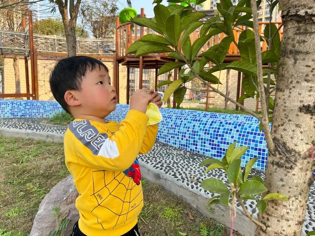 幼儿园植树节活动方案及总结（幼儿园植树节活动方案小班）