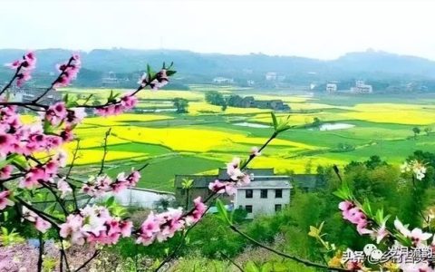 桃花散文随笔精选（散文随笔精选300字）