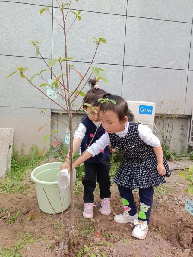 幼儿园植树节活动方案及总结（幼儿园植树节活动方案小班）