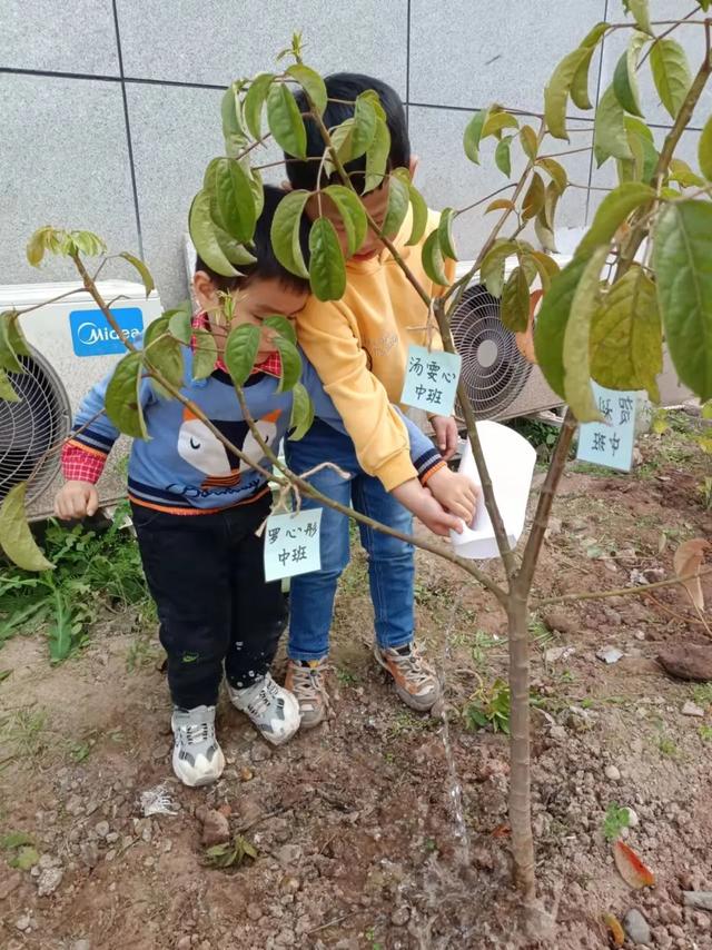 幼儿园植树节活动方案及总结（幼儿园植树节活动方案小班）