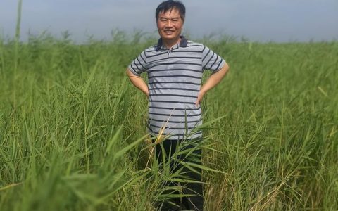 荷花淀读后感800字高中（荷花淀读后感800字高中生）