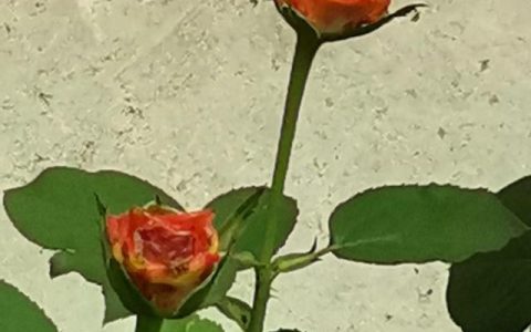 安静下来让我能听到风的那端什么歌（安静下来让我能听到风的那端希望正走来）