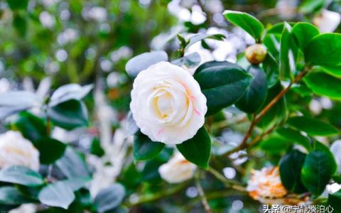 假如我是一朵花作文300字三年级（假如我是一朵花的作文300字）