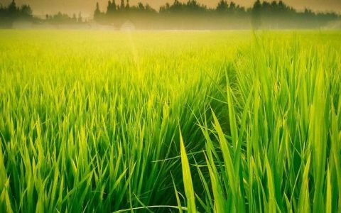 我真想,____为题作文600字满分作文（我真想为题作文600字初二）