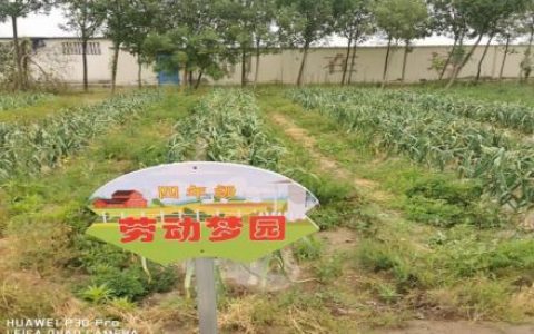 劳动的心得体会300字（劳动的心得体会600字作文）