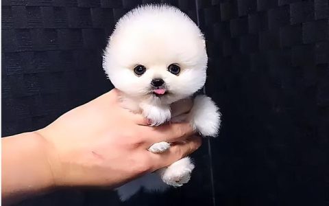 拼音g的发音（拼音g的书写）