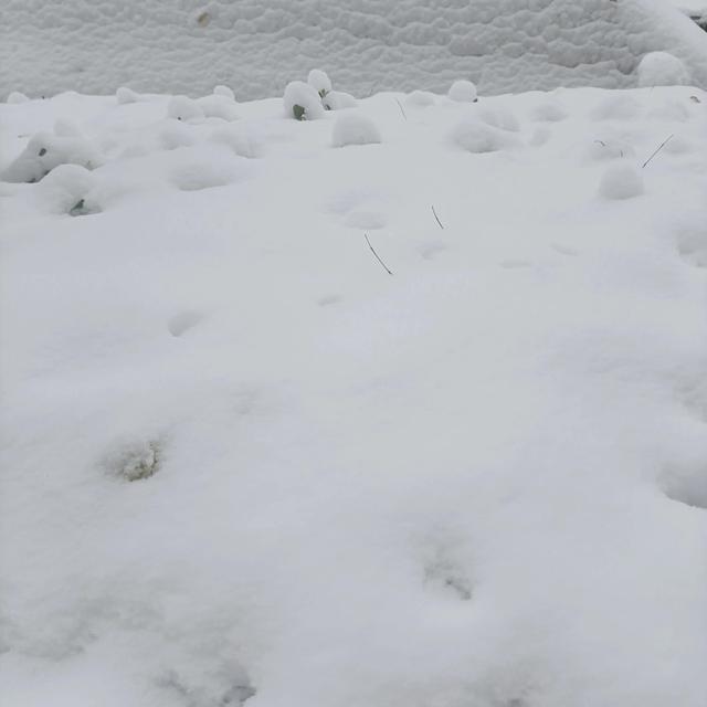 一起堆雪人看图写话，小朋友一起堆雪人看图写话！