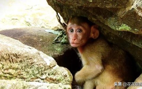 等明天的小猴故事告诉我们什么道理，等明天的小猴故事告诉我们什么道理呢！