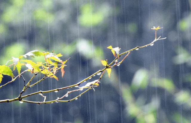 五年级上册第七单元习作雨中即景