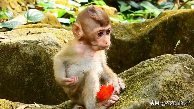 等明天的小猴故事告诉我们什么道理，等明天的小猴故事告诉我们什么道理呢！