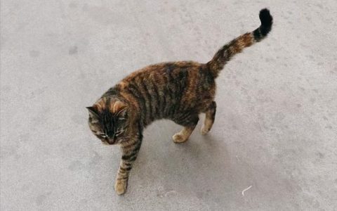 写小猫的作文三年级300字，写小猫的作文三年级300字津津有味嗯今天有！