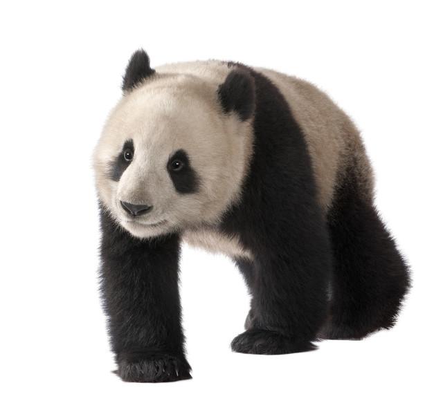 熊猫作文二年级怎么写，熊猫作文二年级怎么写的！