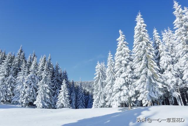 盼雪的诗，盼雪的诗句！