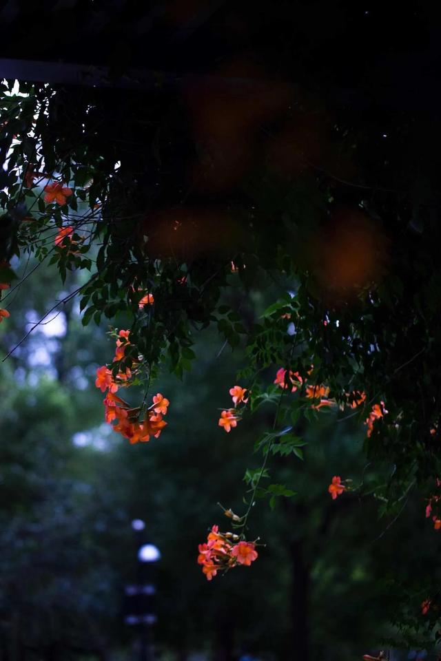 毛不易_像我这样的_人歌曲，歌曲我就是这样的人毛不易！
