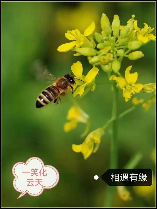关于花生的谜语_简单，有关于花生的谜语！