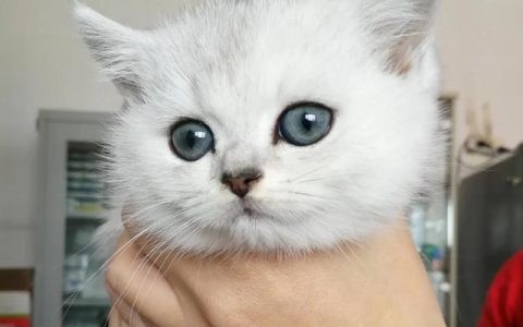 假如我是一只猫作文500字，我是一只猫作文500字六年级写与主人有趣的经历！