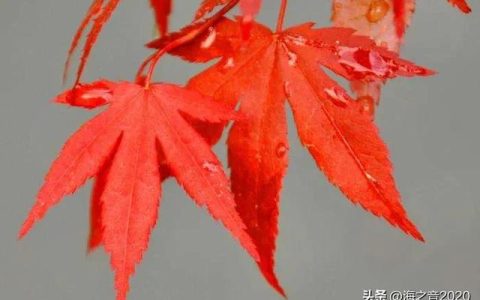 枫叶作文300字三年级，秋天的枫叶作文300字三年级！