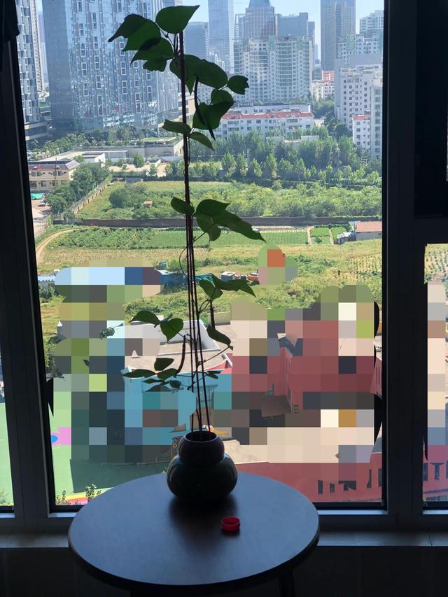 种绿豆观察日记四年级，种绿豆观察日记四年级400字！