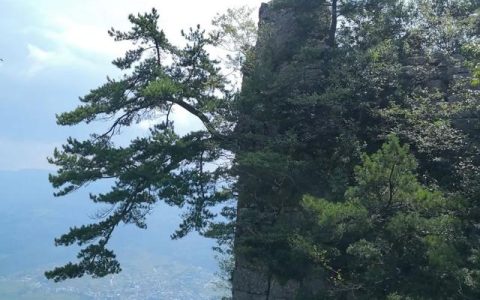 以树为话题的作文600字作文，写树的作文600字初中