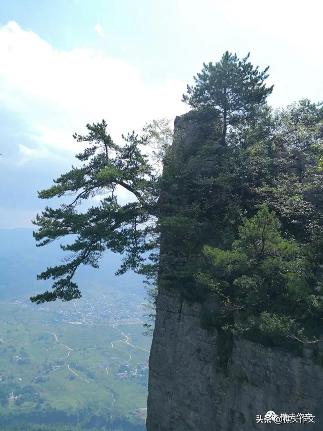 以树为话题的作文600字作文，写树的作文600字初中