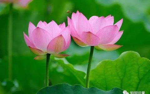 我是中学生了作文600字初一，我真的了不起作文600字初中