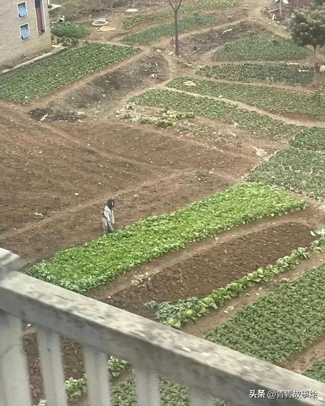 曹操的小时候的故事有哪些，牛顿小时候的故事有哪些