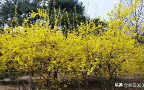 北京的春天课堂笔记，北京的春天课堂笔记图片