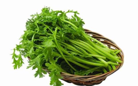小鸡种菜儿歌视频，小鸡种菜儿歌教案大班