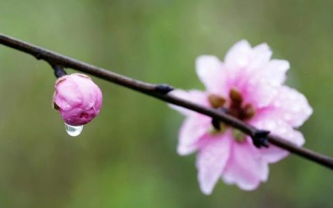 春天的祝福语简短，春天的祝福语简短四字