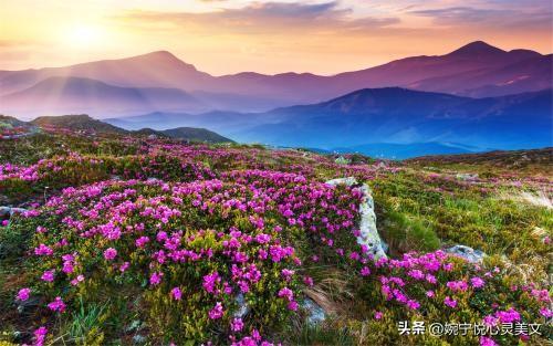 心灵美文短篇，心理美文《心若向阳》
