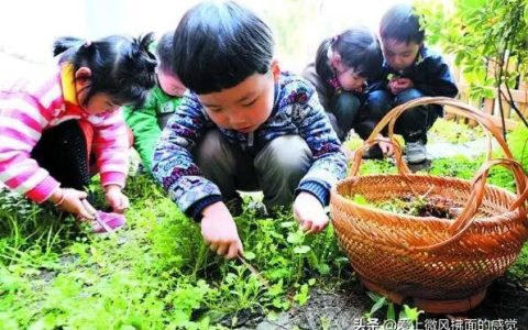 挖野菜的作文500字左右，挖野菜作文500字左右初中