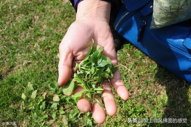 挖野菜的作文500字左右，挖野菜作文500字左右初中