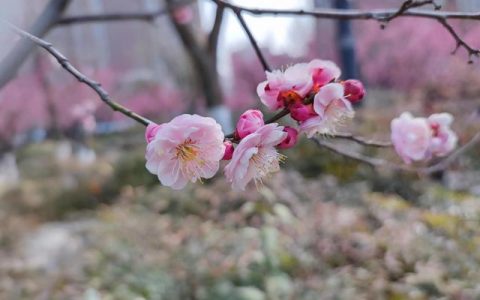桃花深处有人家，桃花深处有人家下一句