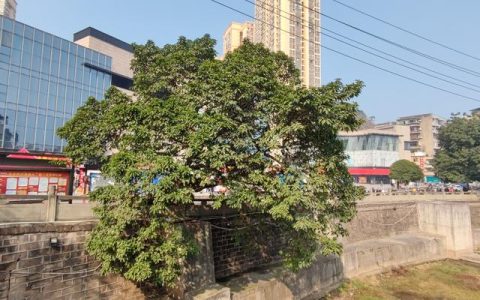 歪脖子树象征什么，歪脖子树是什么