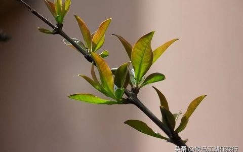 体面简谱钢琴数字，体面简谱钢琴曲