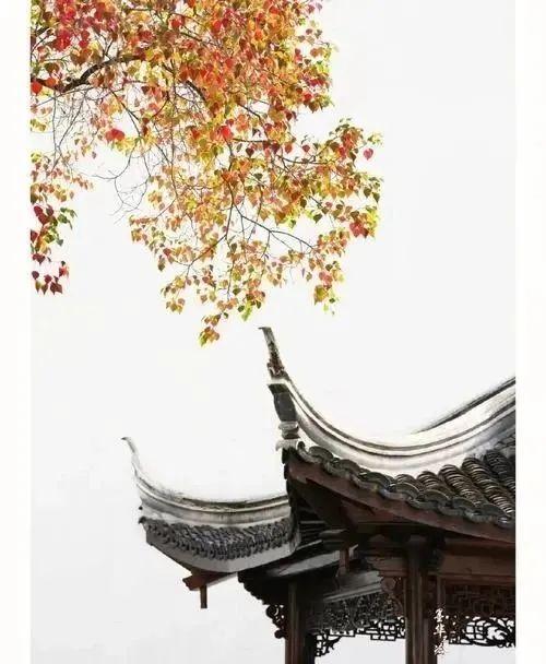 歪脖子树代表什么意思，歪脖子树有什么寓意